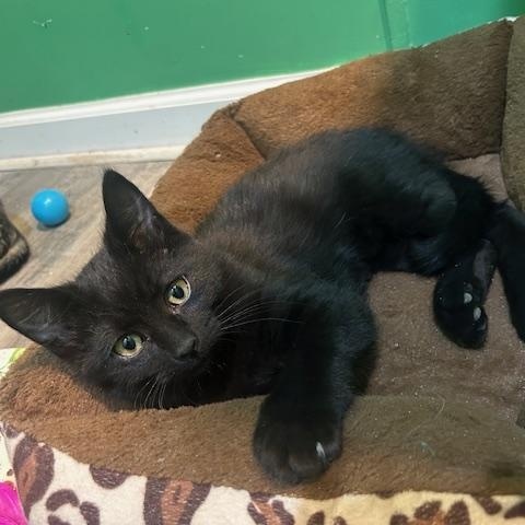 Enlarge Pepper 1025 DW, an adopted Domestic Short Hair in West Bloomfield, MI image 2/3