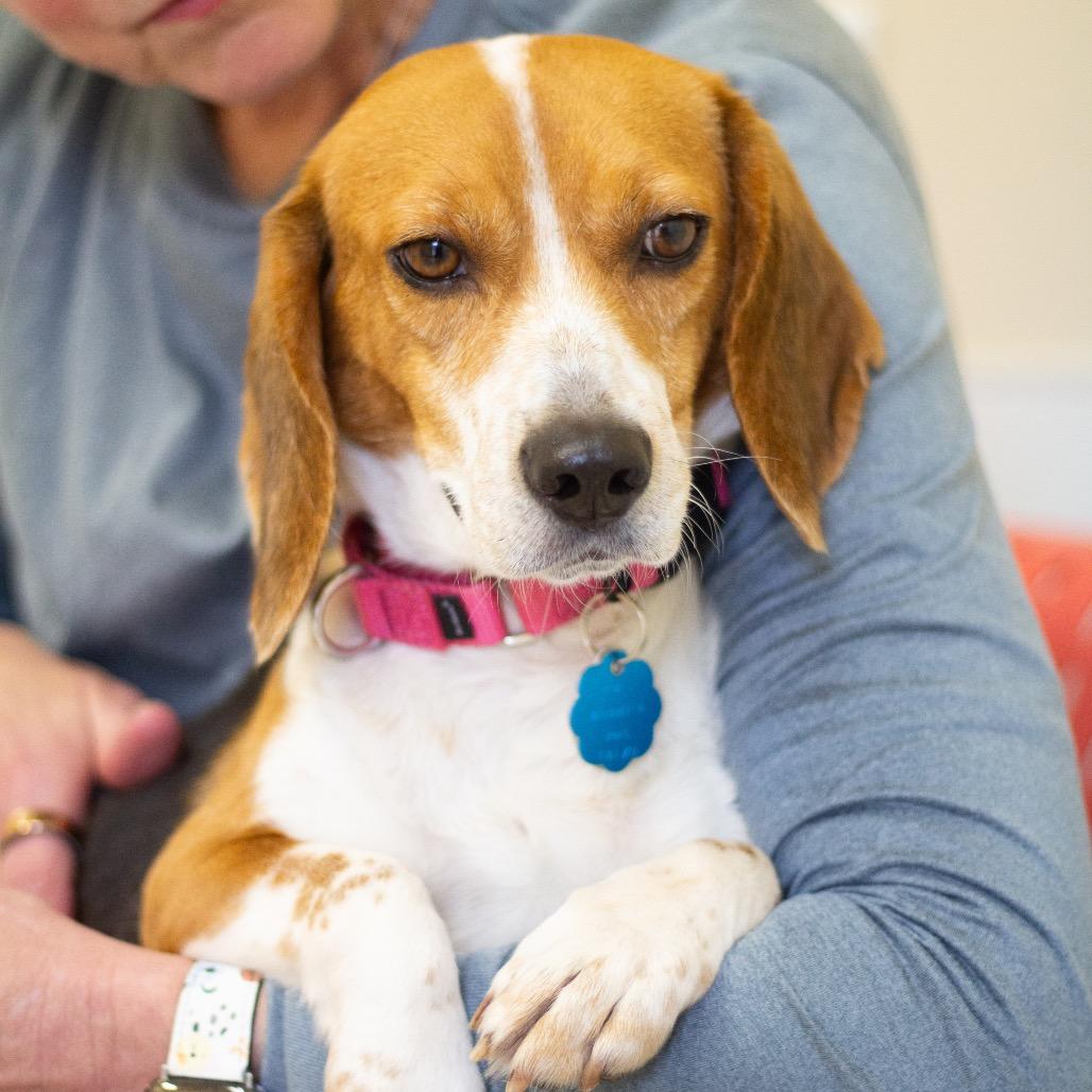 Bonbon 22058 — thumbnail 2