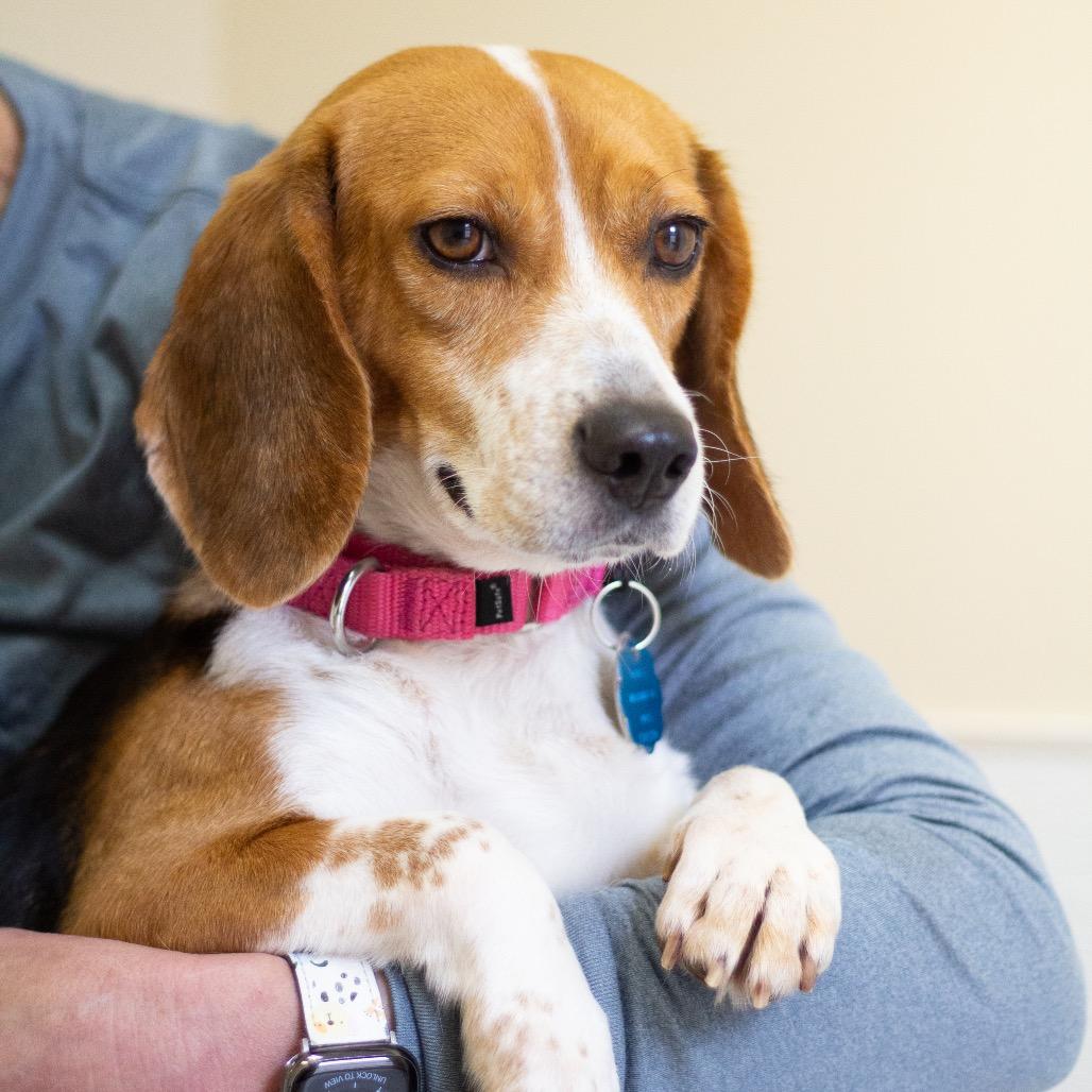 Bonbon 22058 — thumbnail 5