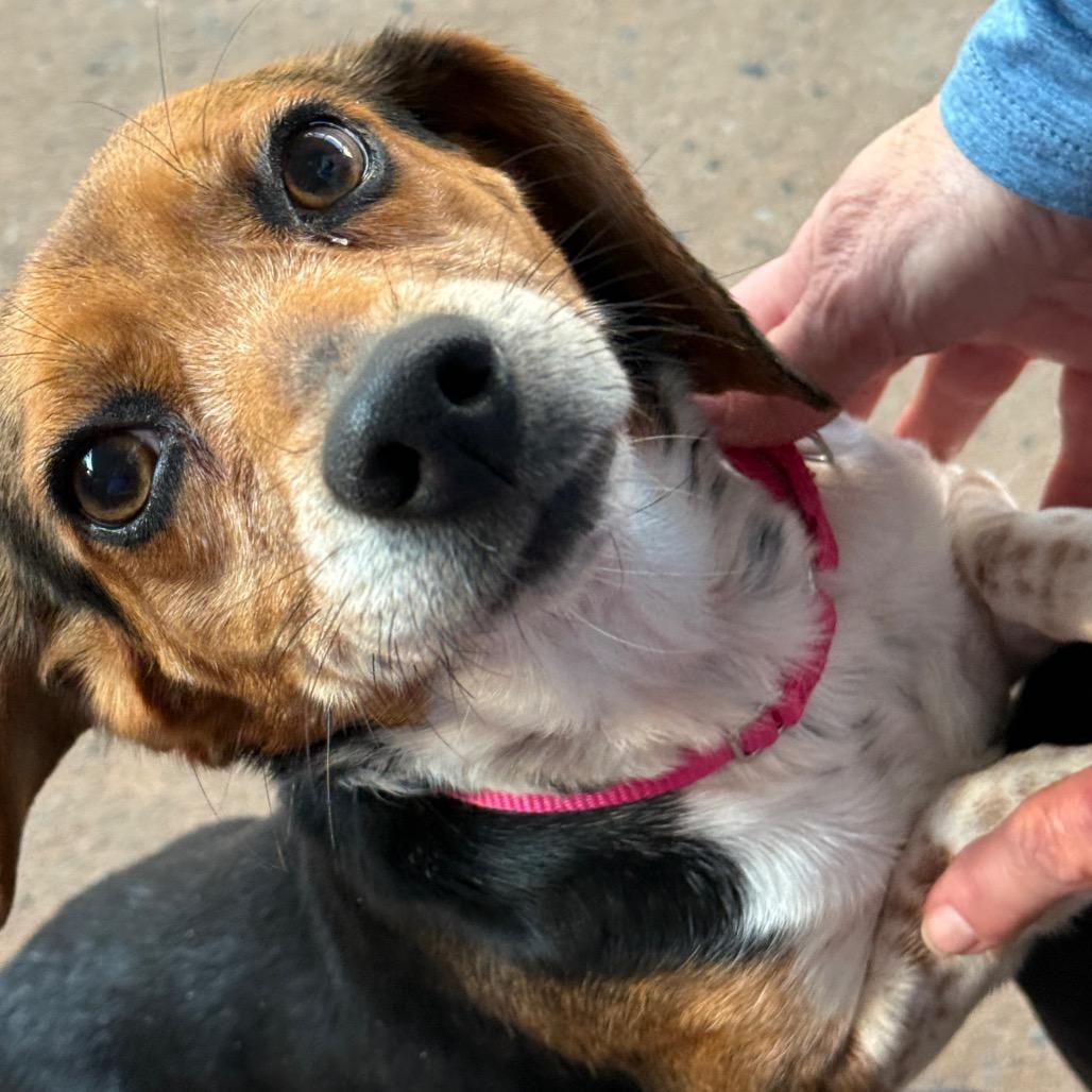 Bonbon 22058 — thumbnail 6