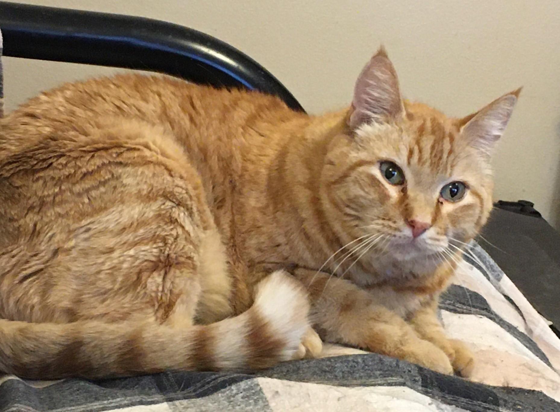 Rusty, Adoptable, Senior Male Domestic Short Hair.