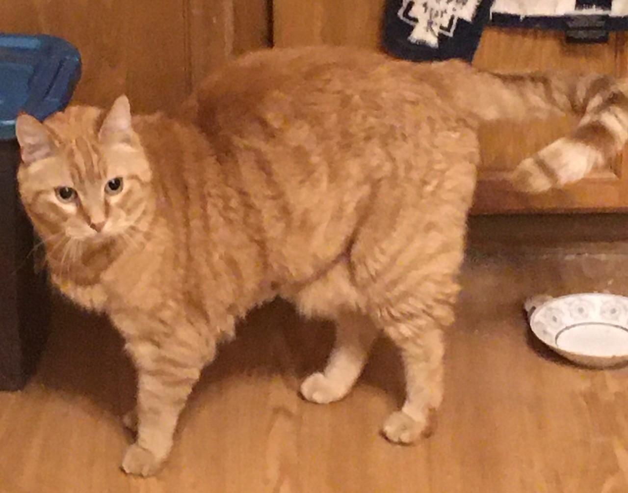 Enlarge Rusty, a Adoptable mixed breed in Anchorage, AK image 2/3