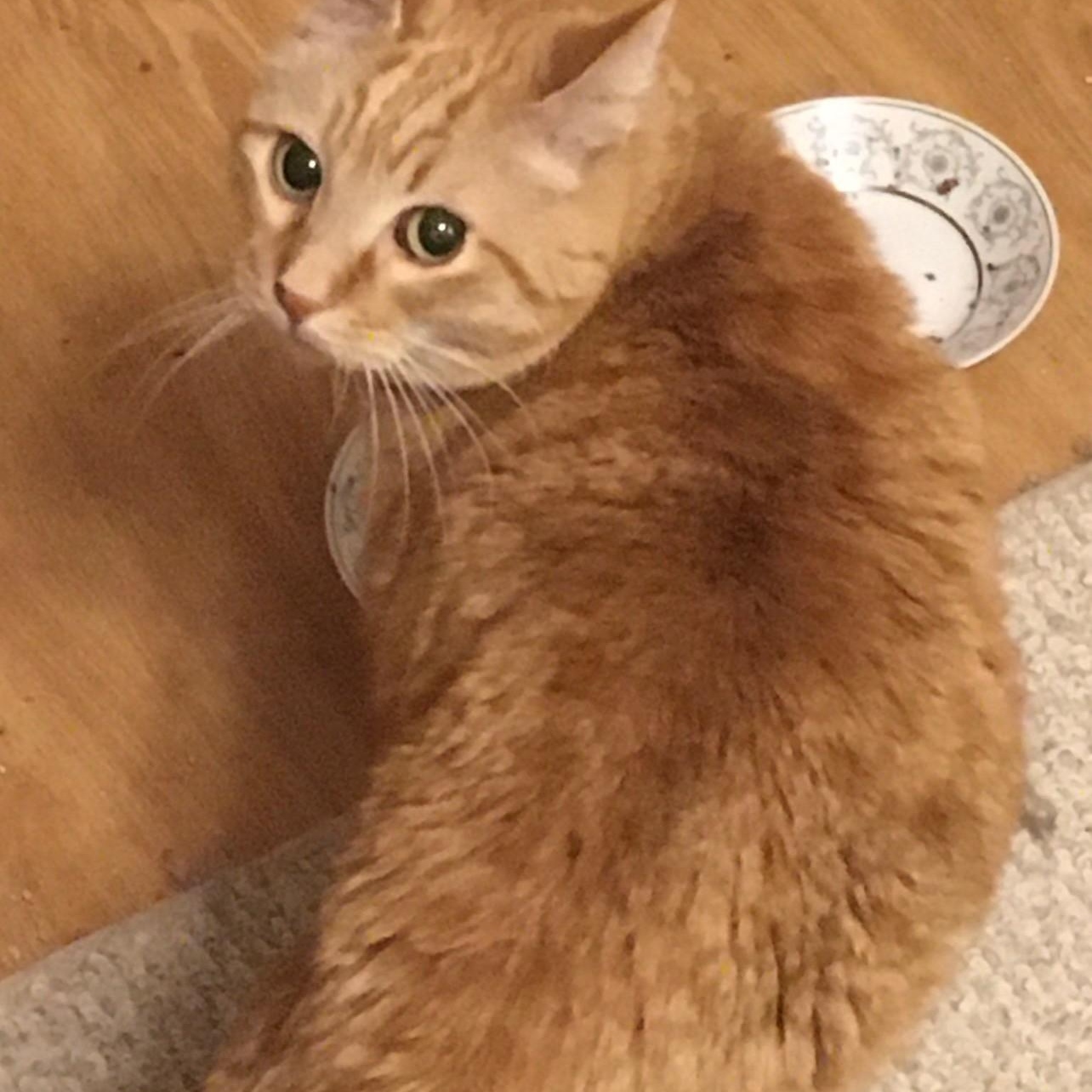 Enlarge Rusty, a Adoptable mixed breed in Anchorage, AK image 3/3