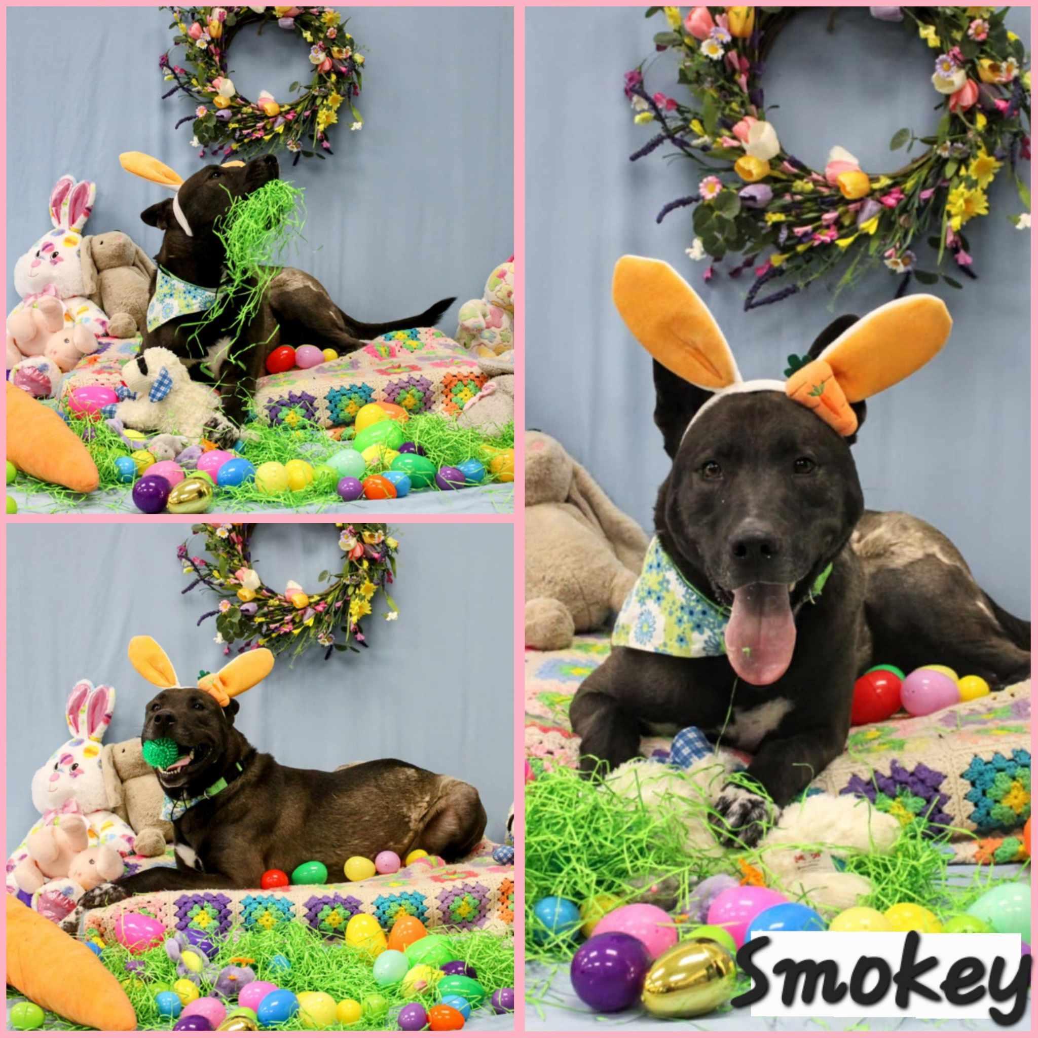 Smokey, Adult Male Akita