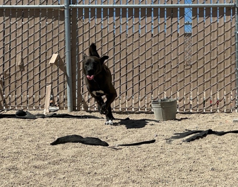 Smokey photo 5