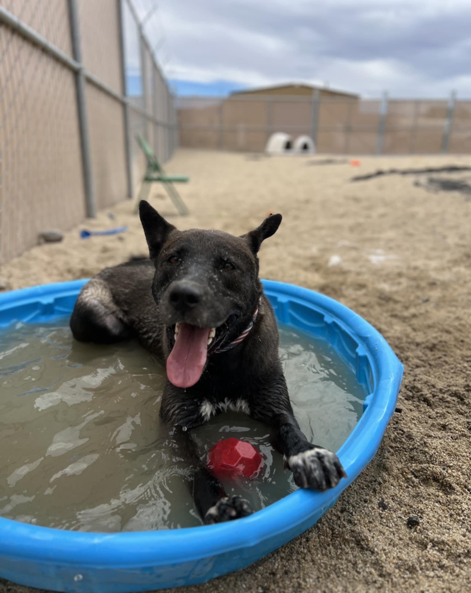 Smokey, Adoptable, Adult Male Akita & Dutch Shepherd.