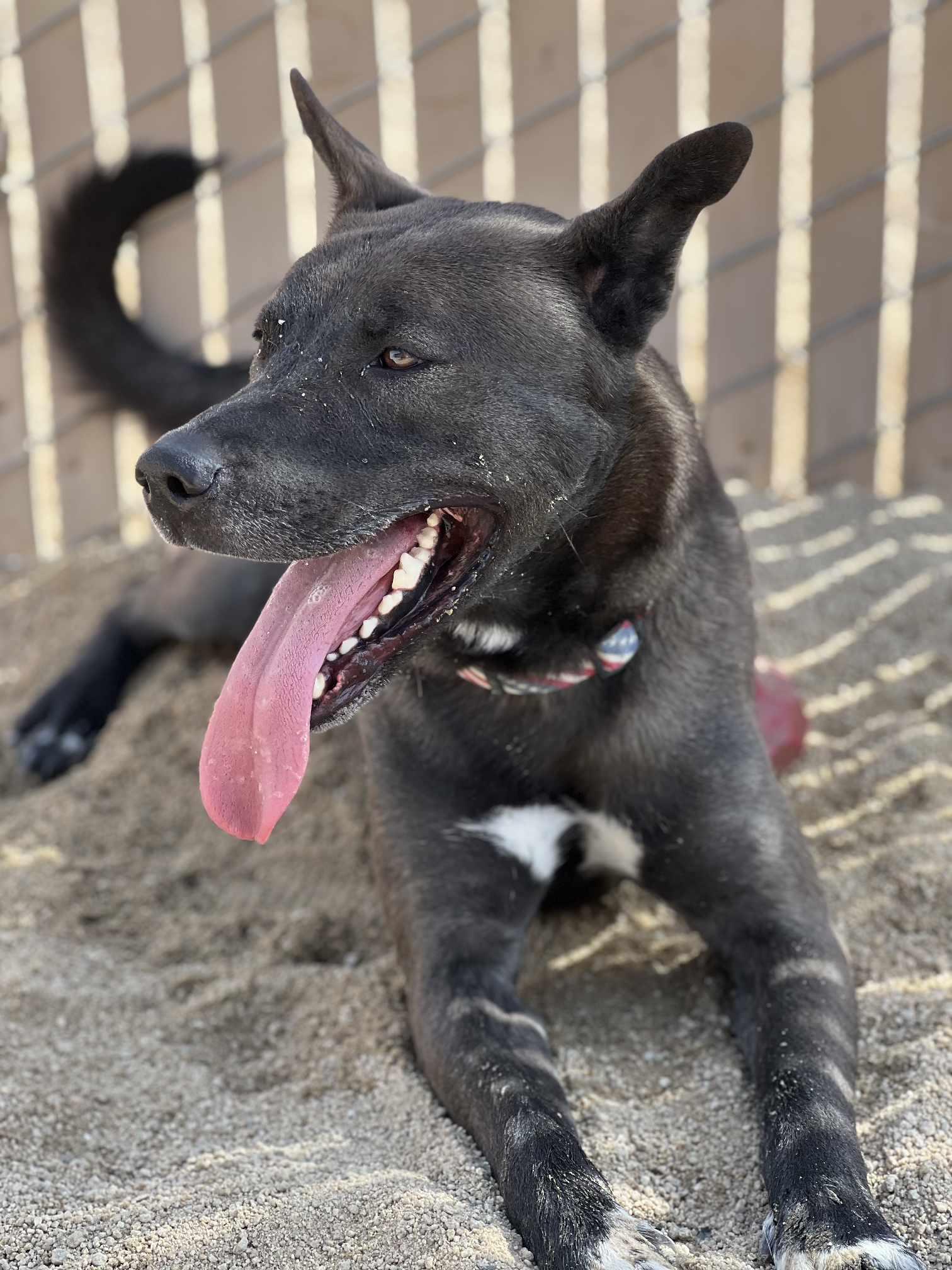 Smokey, an adoptable Akita, Dutch Shepherd in Silver Springs, NV, 89429 | Photo Image 3