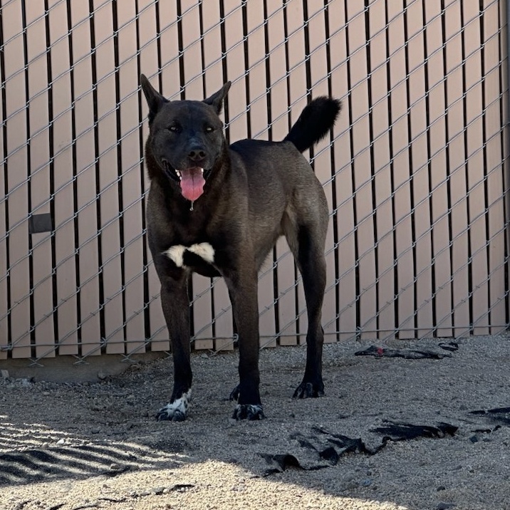 Enlarge Smokey, a Adoptable mixed breed in Silver Springs, NV image 4/6