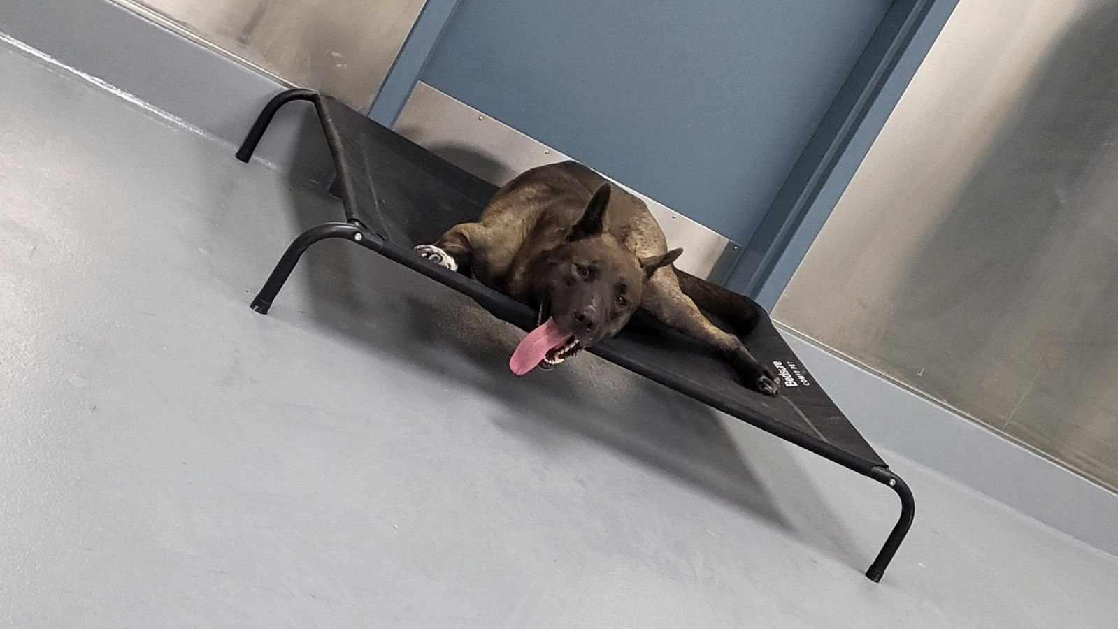 Enlarge Smokey, a Adoptable mixed breed in Silver Springs, NV image 5/6