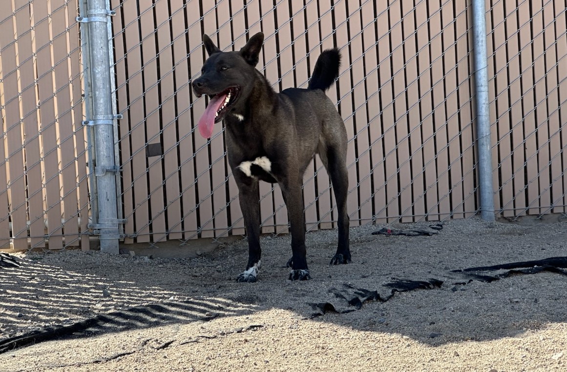 Smokey photo 6