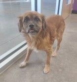 Grizzle, an adoptable Mixed Breed in Wichita Falls, TX_image-1