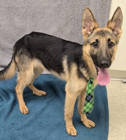 Sailor, an adopted mixed breed in Hamilton, OH image 3/3