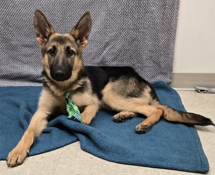 Sailor, an adopted mixed breed in Hamilton, OH image 2/3