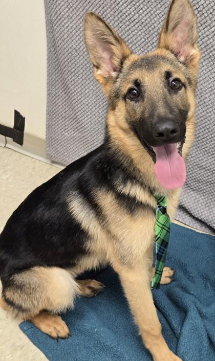 Sailor, adopted, Young Male German Shepherd Dog.