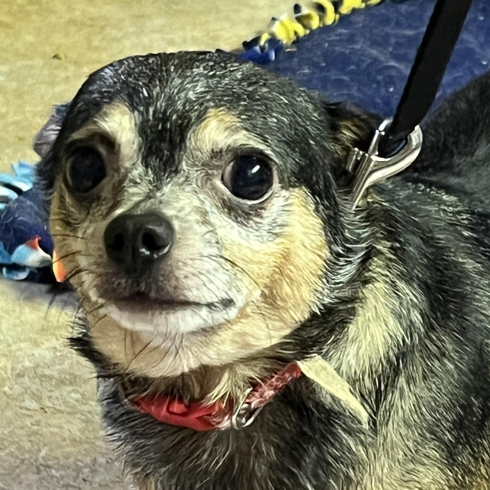 Tootsie, Adopted, Adult Female Chihuahua.