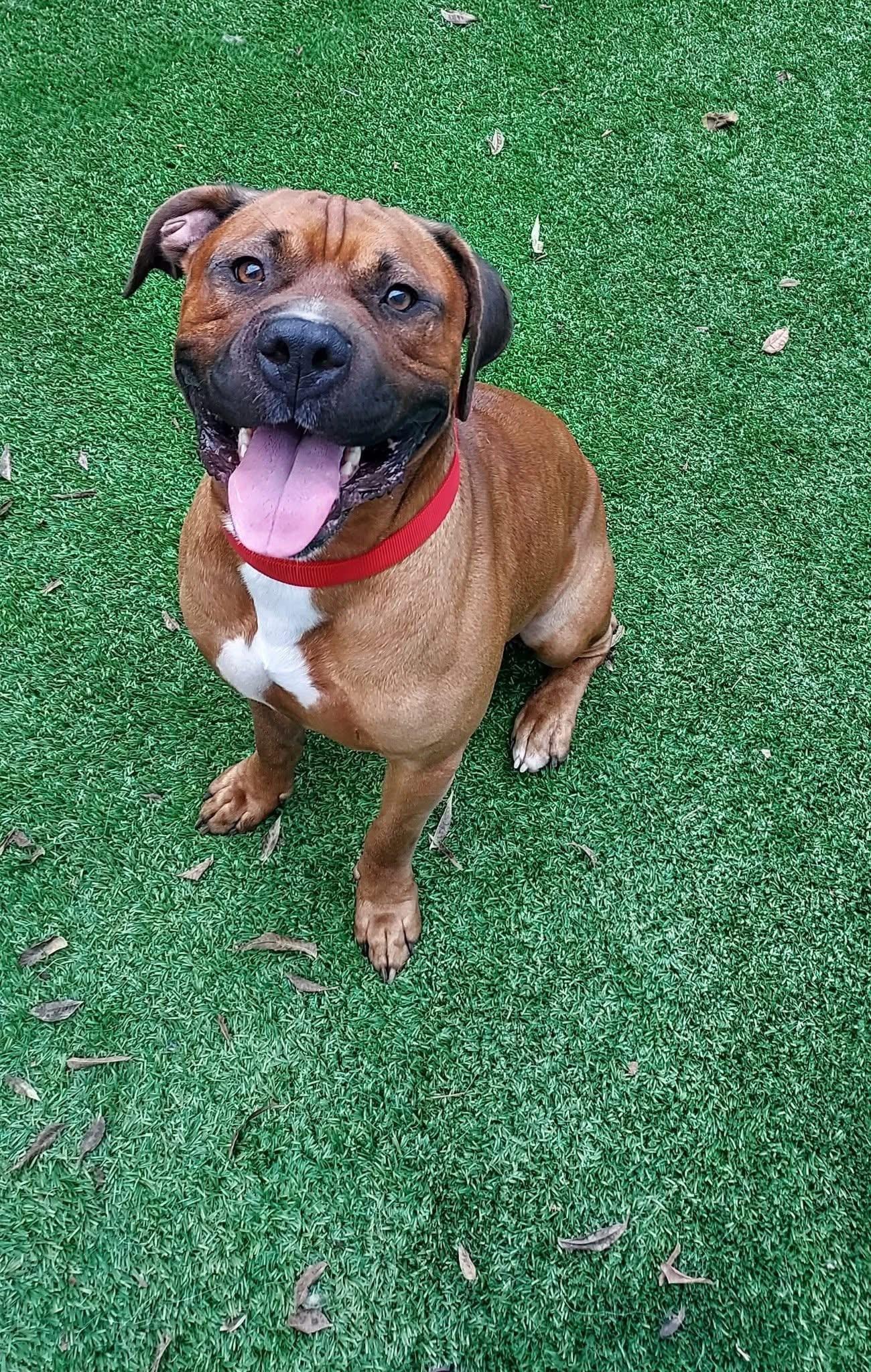 Enlarge Roger, a Adopted mixed breed in Oklahoma City, OK image 1/2