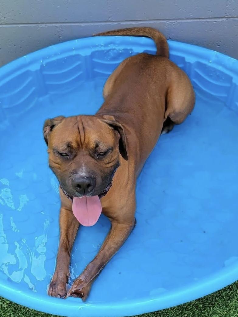 Enlarge Roger, a Adopted mixed breed in Oklahoma City, OK image 2/2