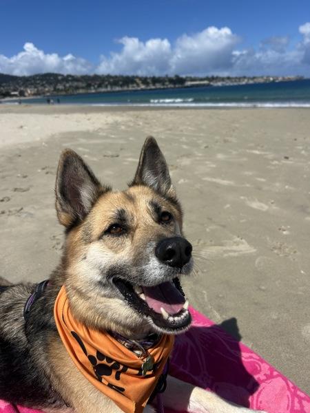 Sasha, Adoptable, Young Female Siberian Husky & German Shepherd Dog.