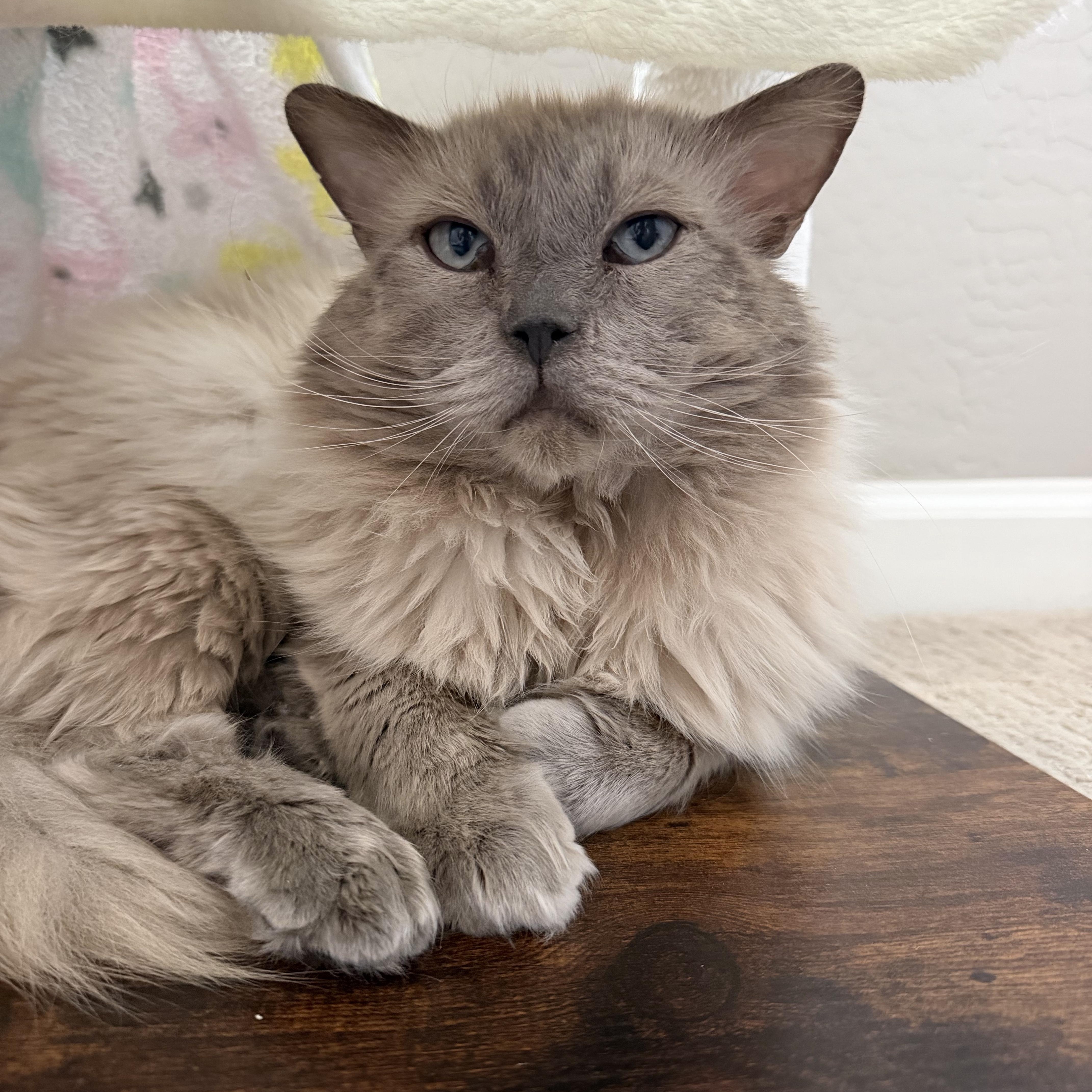 Enlarge Chonkers, a ADOPTABLE Ragdoll in queen creek, AZ image 1/2