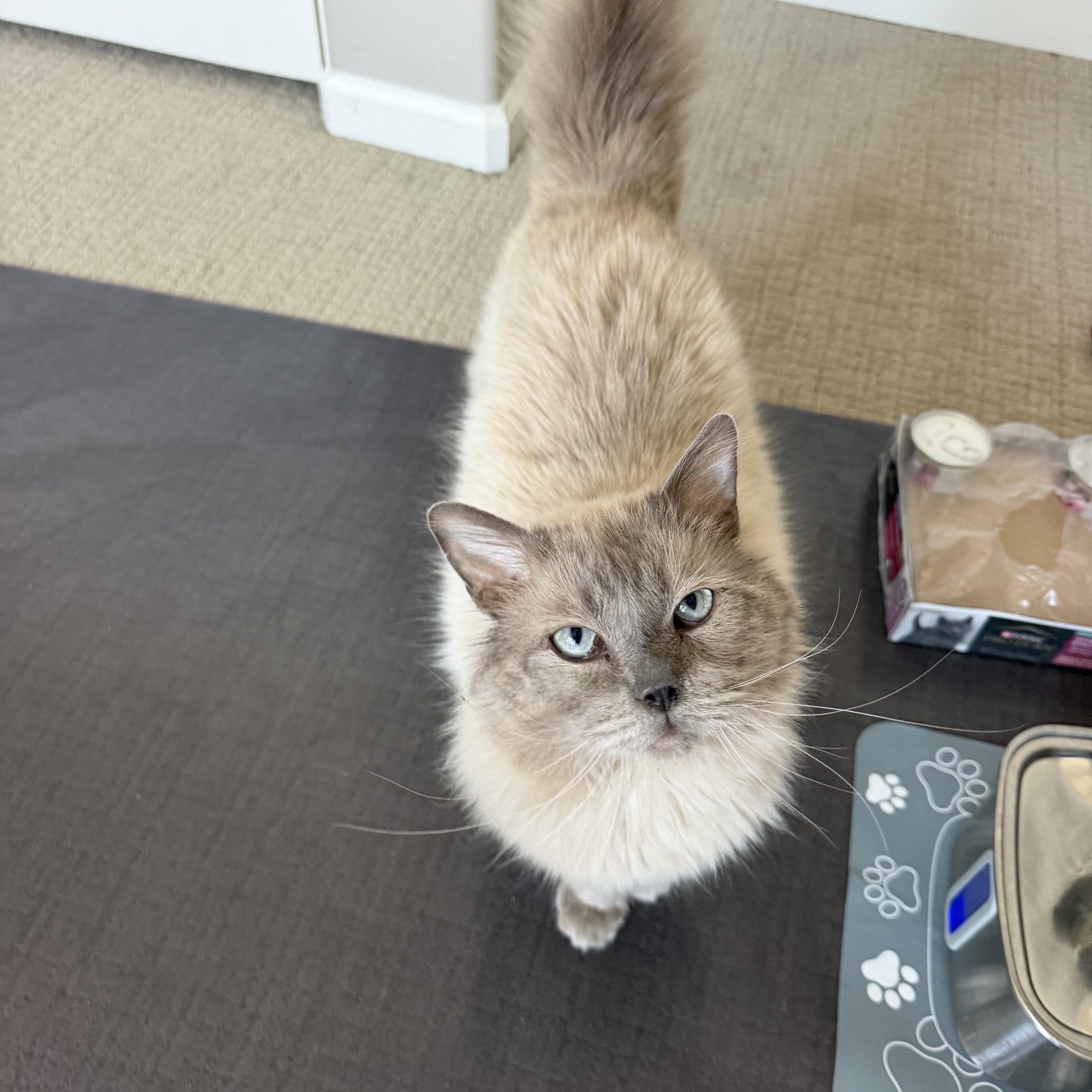 Enlarge Chonkers, a ADOPTABLE Ragdoll in queen creek, AZ image 2/2