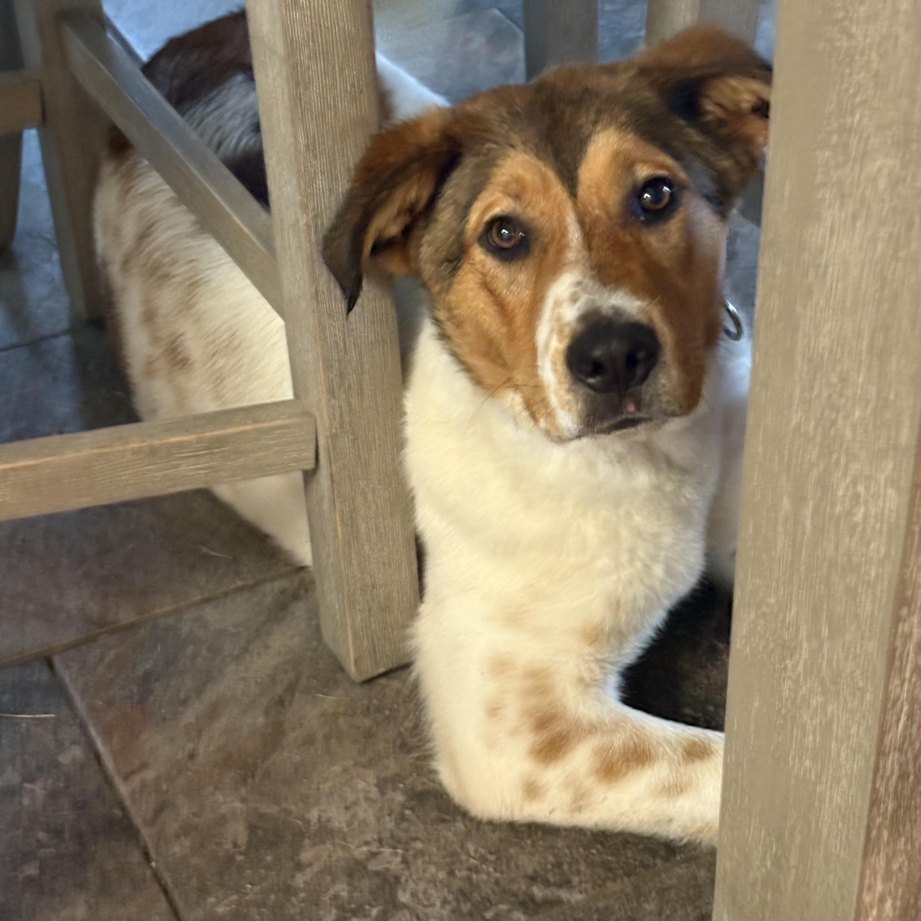 Enlarge Lucas, a Adoptable mixed breed in Hillsdale, NY image 3/4