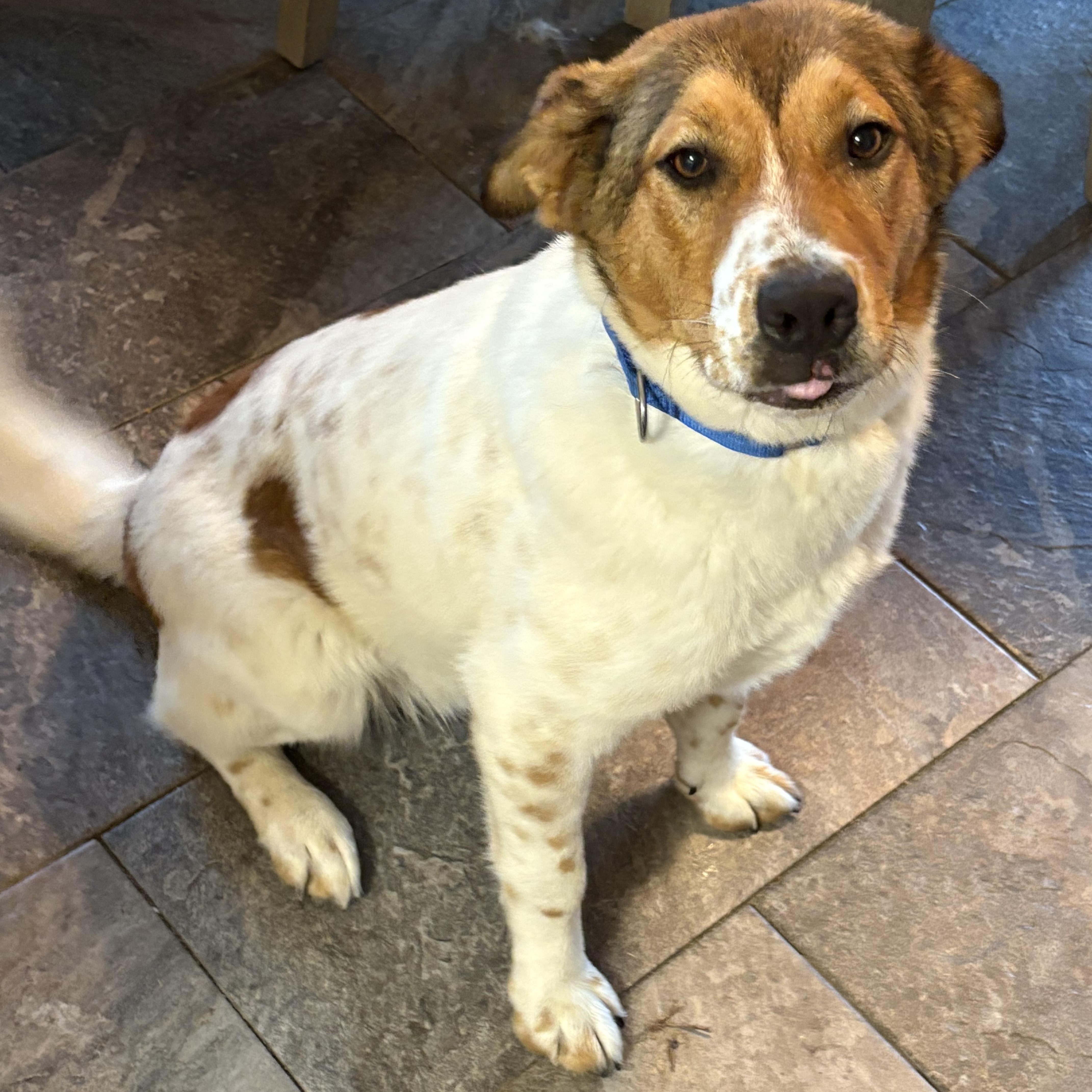 Lucas, Adoptable, Adult Male Labrador Retriever.