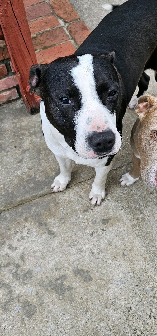 Enlarge Oreo, a Adopted mixed breed in Winnsboro, SC image 1/5