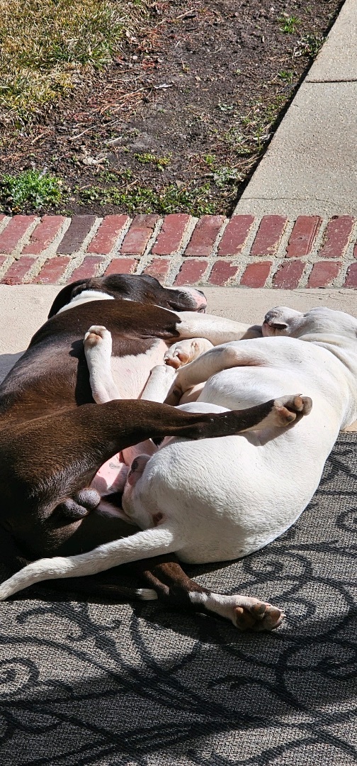 Enlarge Oreo, a Adopted mixed breed in Winnsboro, SC image 2/5