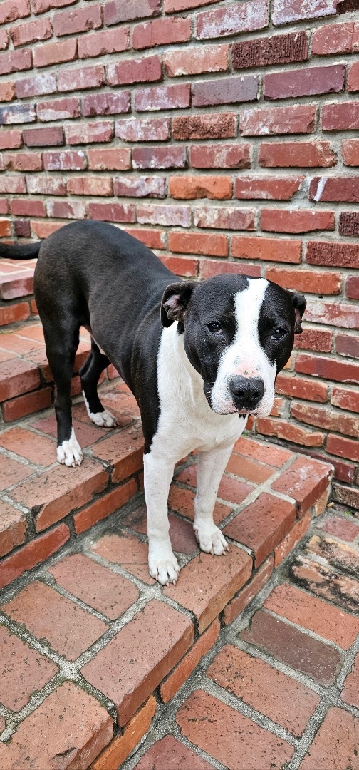 Enlarge Oreo, a Adopted mixed breed in Winnsboro, SC image 3/5