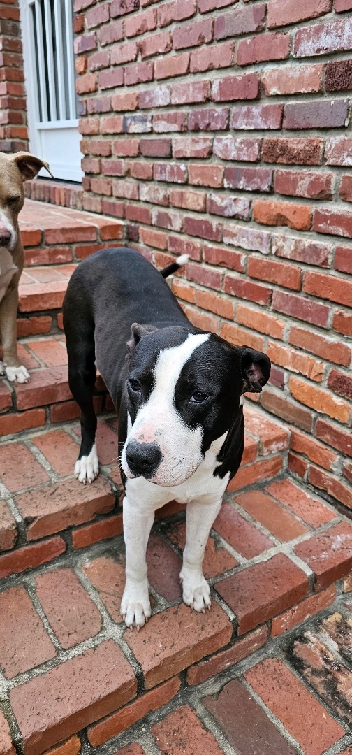 Enlarge Oreo, a Adopted mixed breed in Winnsboro, SC image 4/5