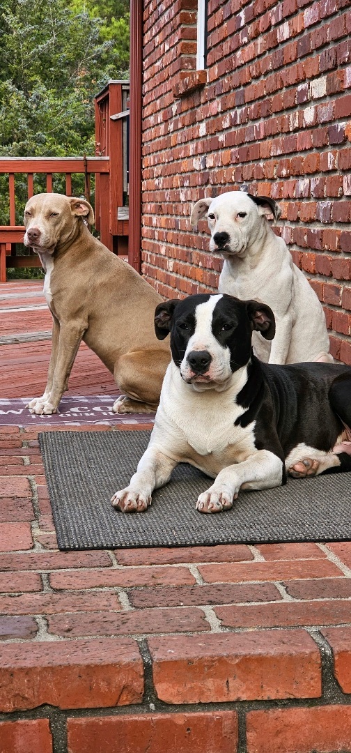 Enlarge Oreo, a Adopted mixed breed in Winnsboro, SC image 5/5
