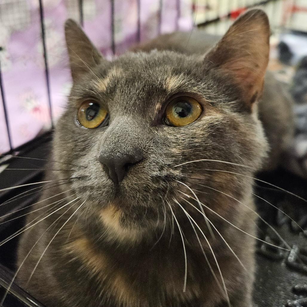 Ashley, Adoptable, Kitten Female Domestic Short Hair.