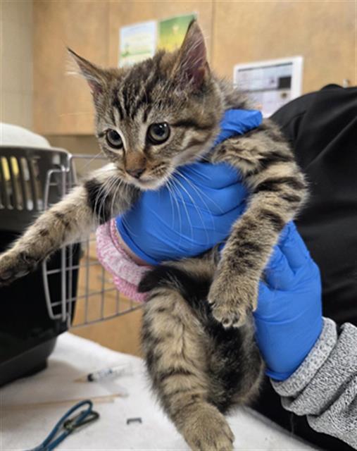 CARROT, Adoptable, Kitten Female Domestic Short Hair.