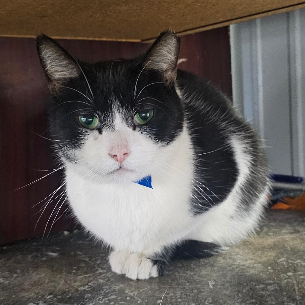 Enlarge Noah, a Adoptable Domestic Short Hair in Corydon, IN image 1/2