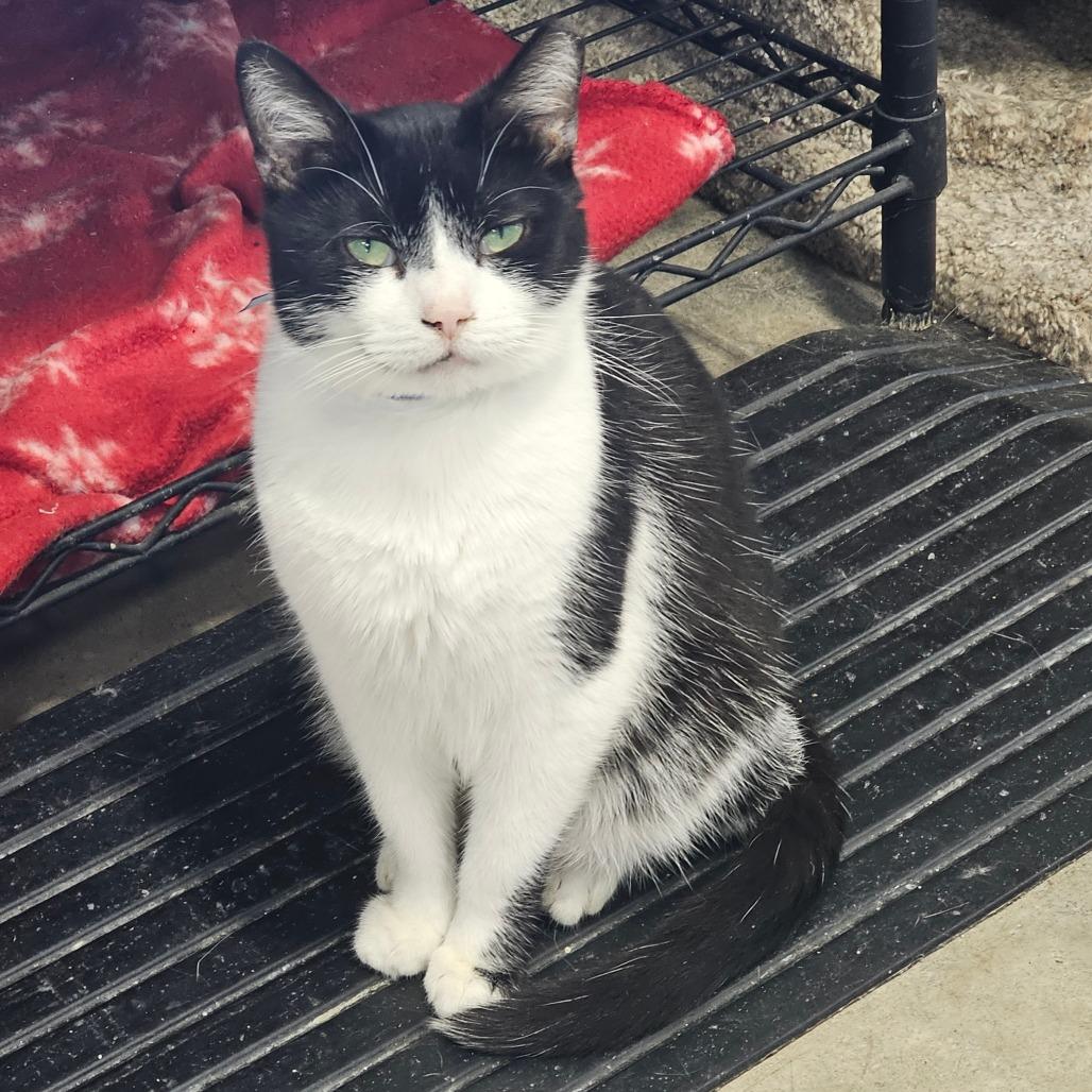 Enlarge Noah, a Adoptable Domestic Short Hair in Corydon, IN image 2/2