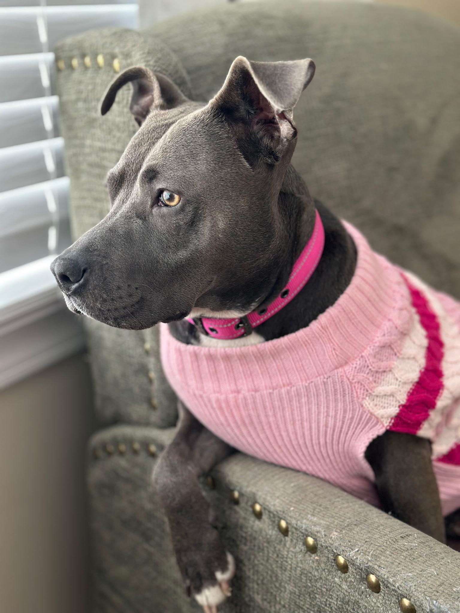 Enlarge Linna Bean, a Adopted mixed breed in merrillville, IN image 2/6