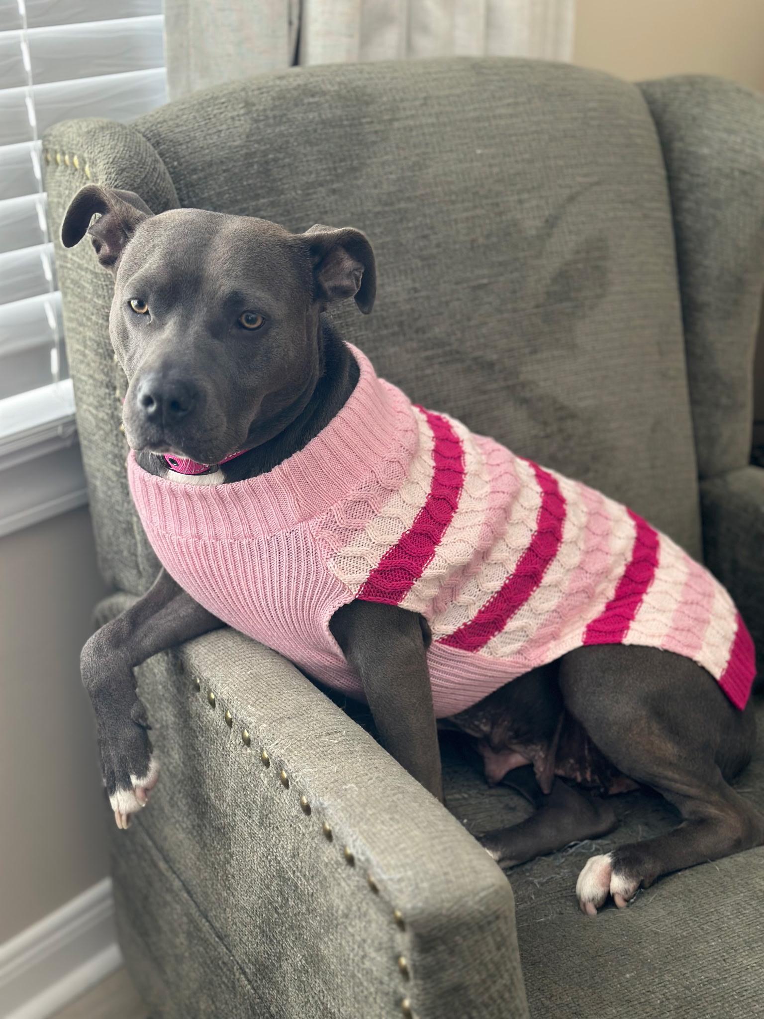 Enlarge Linna Bean, a Adoptable mixed breed in merrillville, IN image 5/6