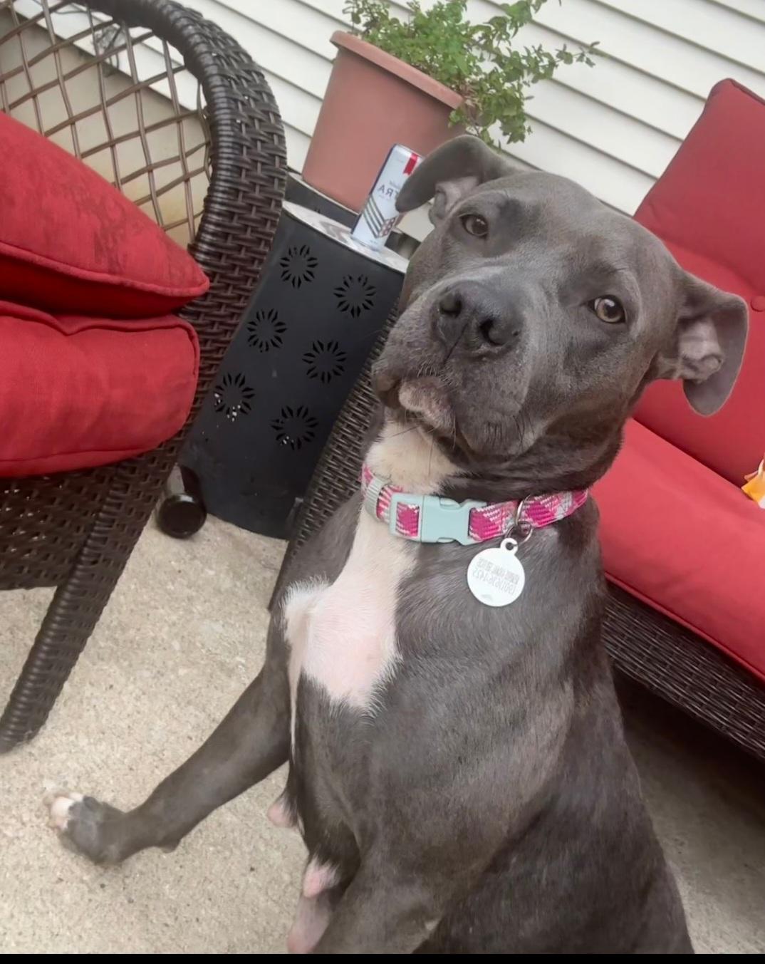 Enlarge Linna Bean, a Adoptable mixed breed in merrillville, IN image 6/6