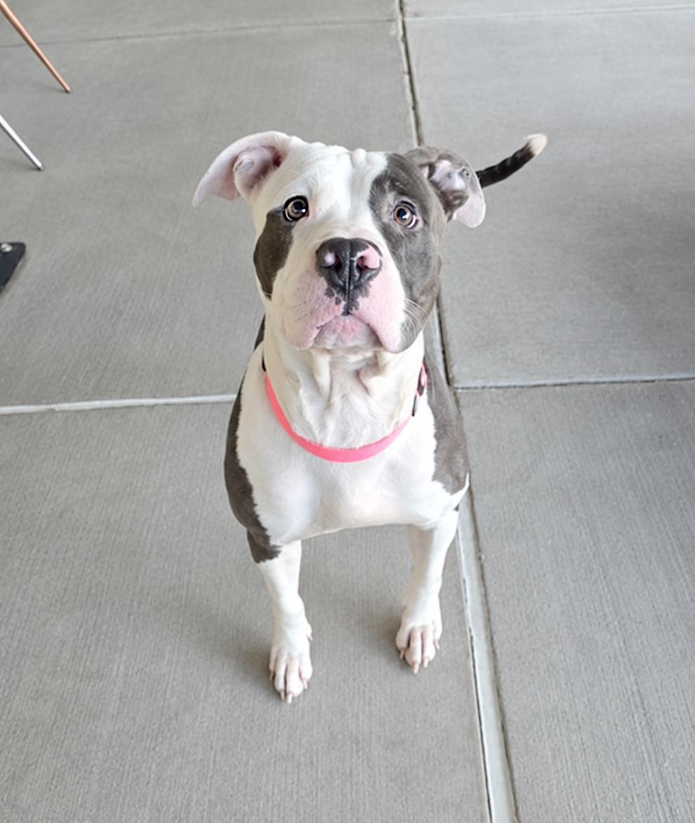 Fallon, Adopted, Adult Female Pit Bull Terrier & Boxer.