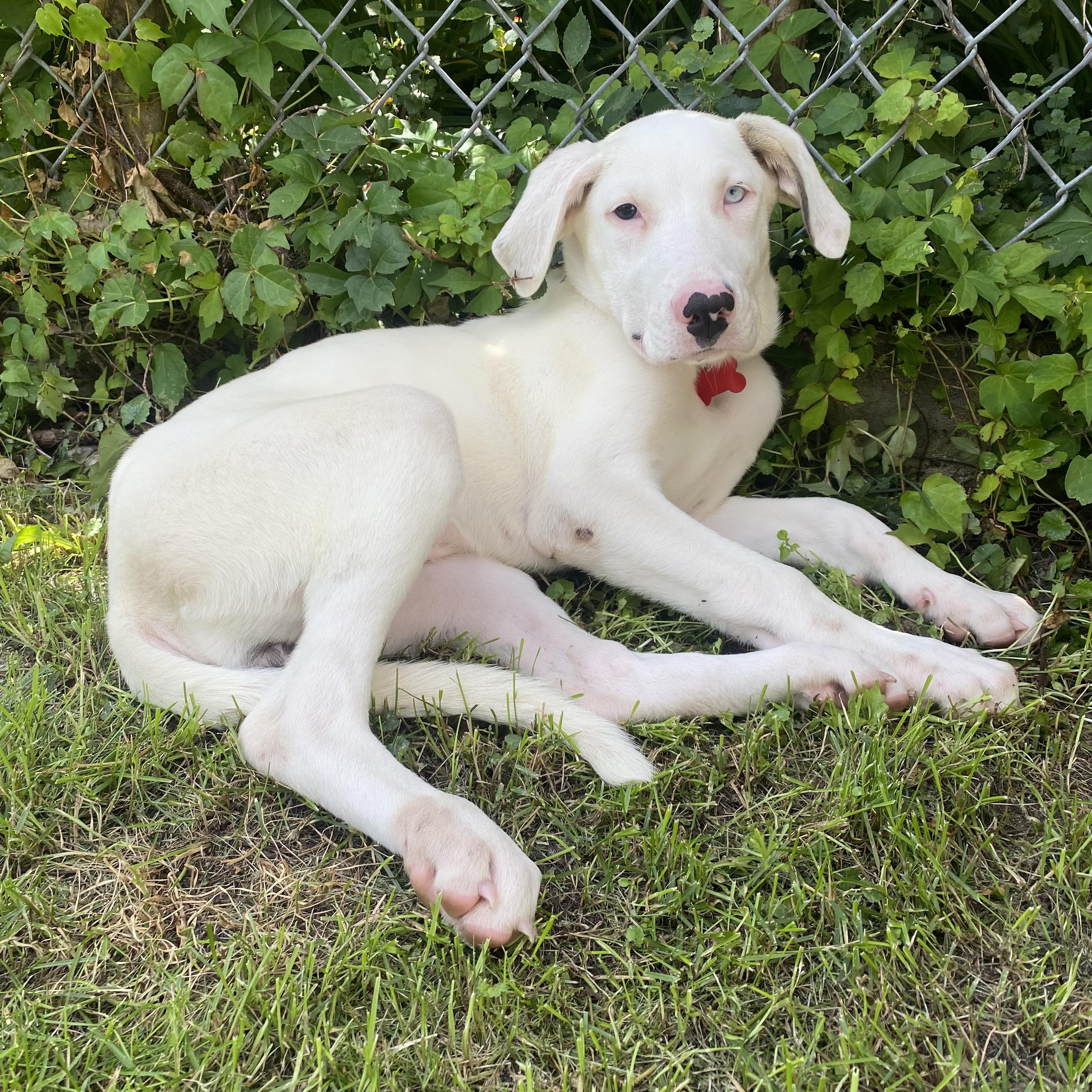 Dolly, a ADOPTABLE mixed breed in Prior Lake, MN image 2/6
