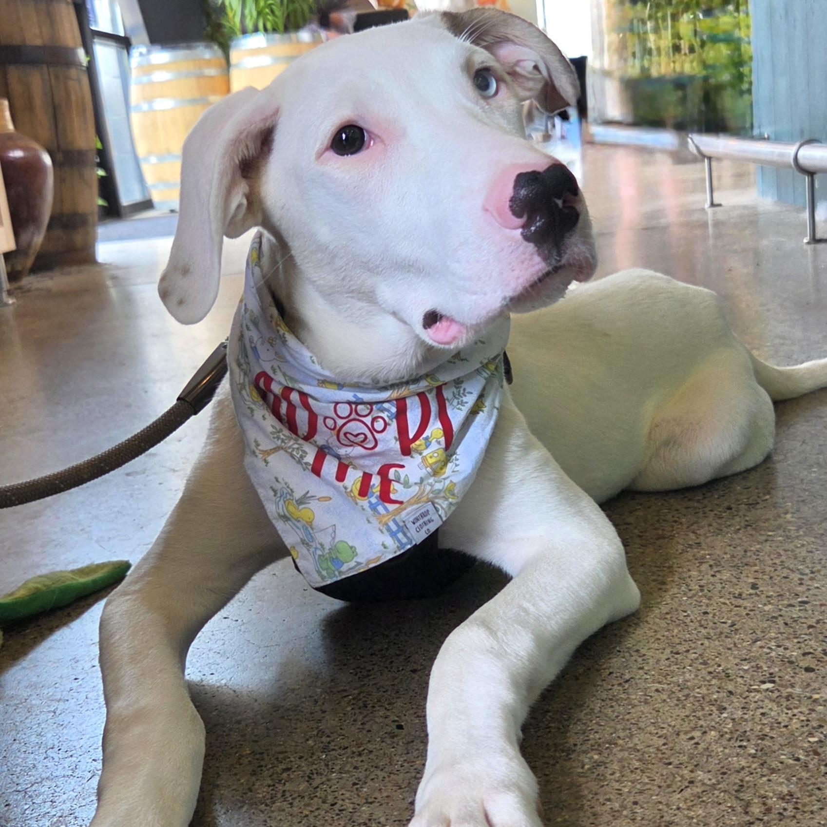 Dolly, a ADOPTABLE mixed breed in Prior Lake, MN image 6/6