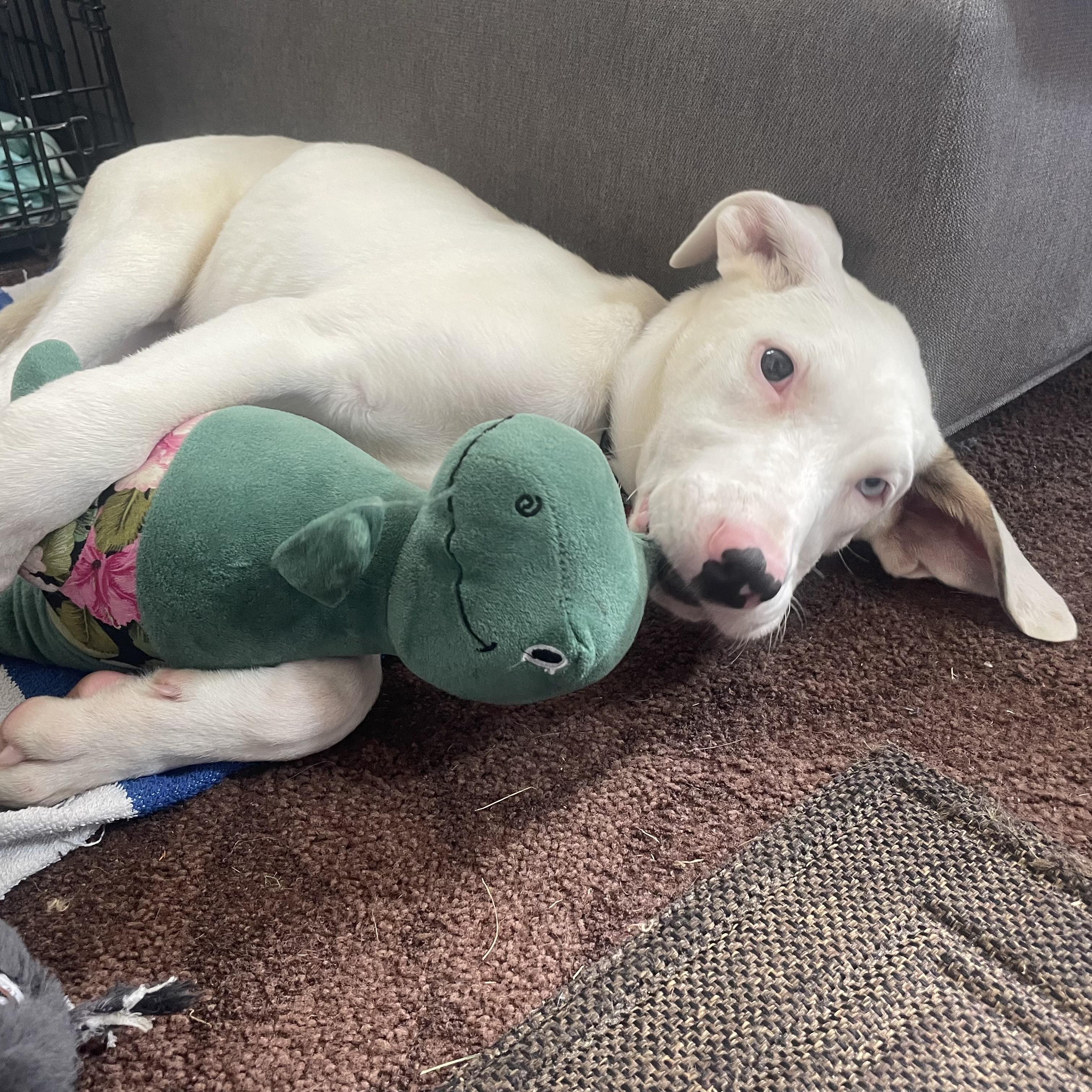 Dolly, a ADOPTABLE mixed breed in Prior Lake, MN image 4/6