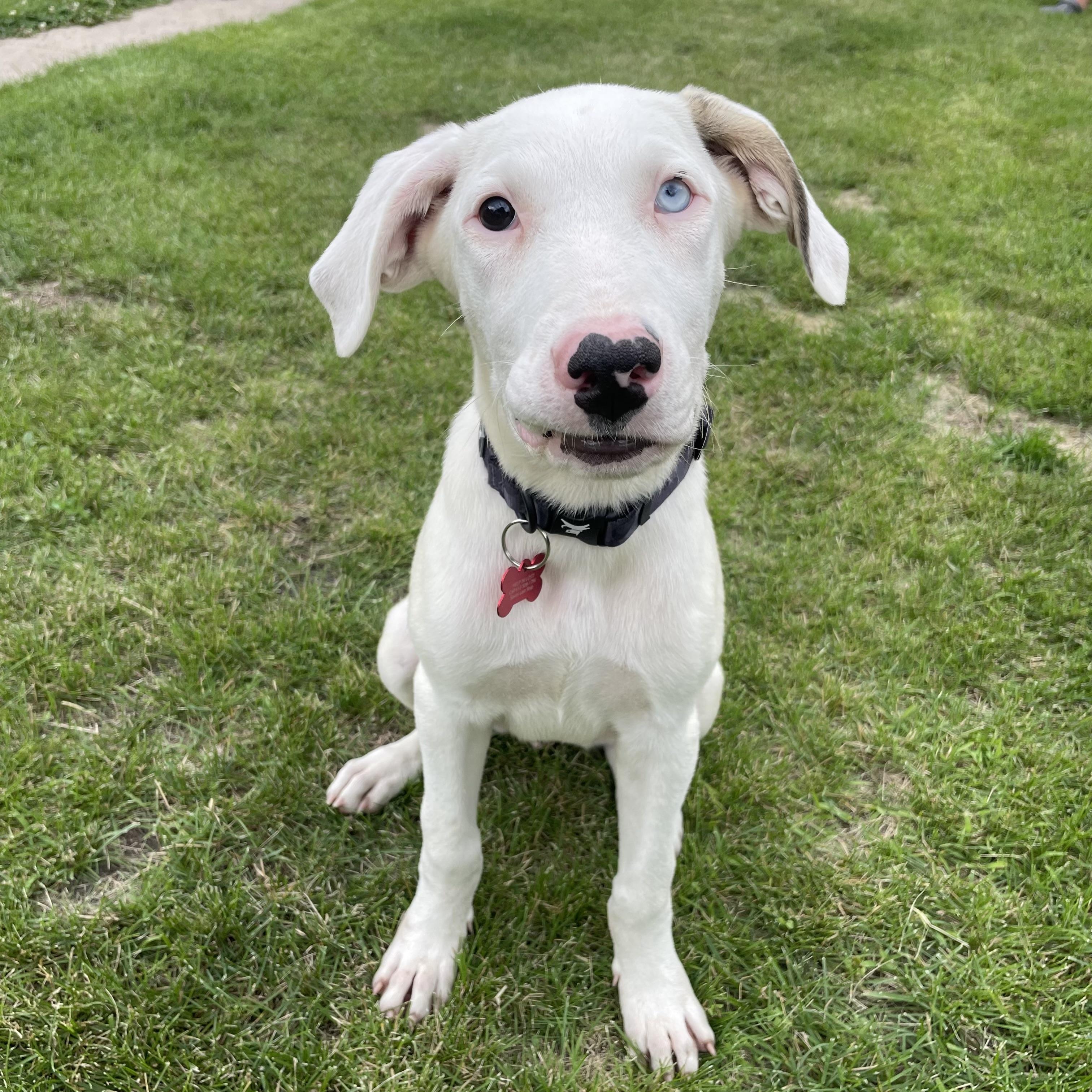 Dolly, ADOPTABLE, Puppy Female Great Pyrenees & Mixed Breed.