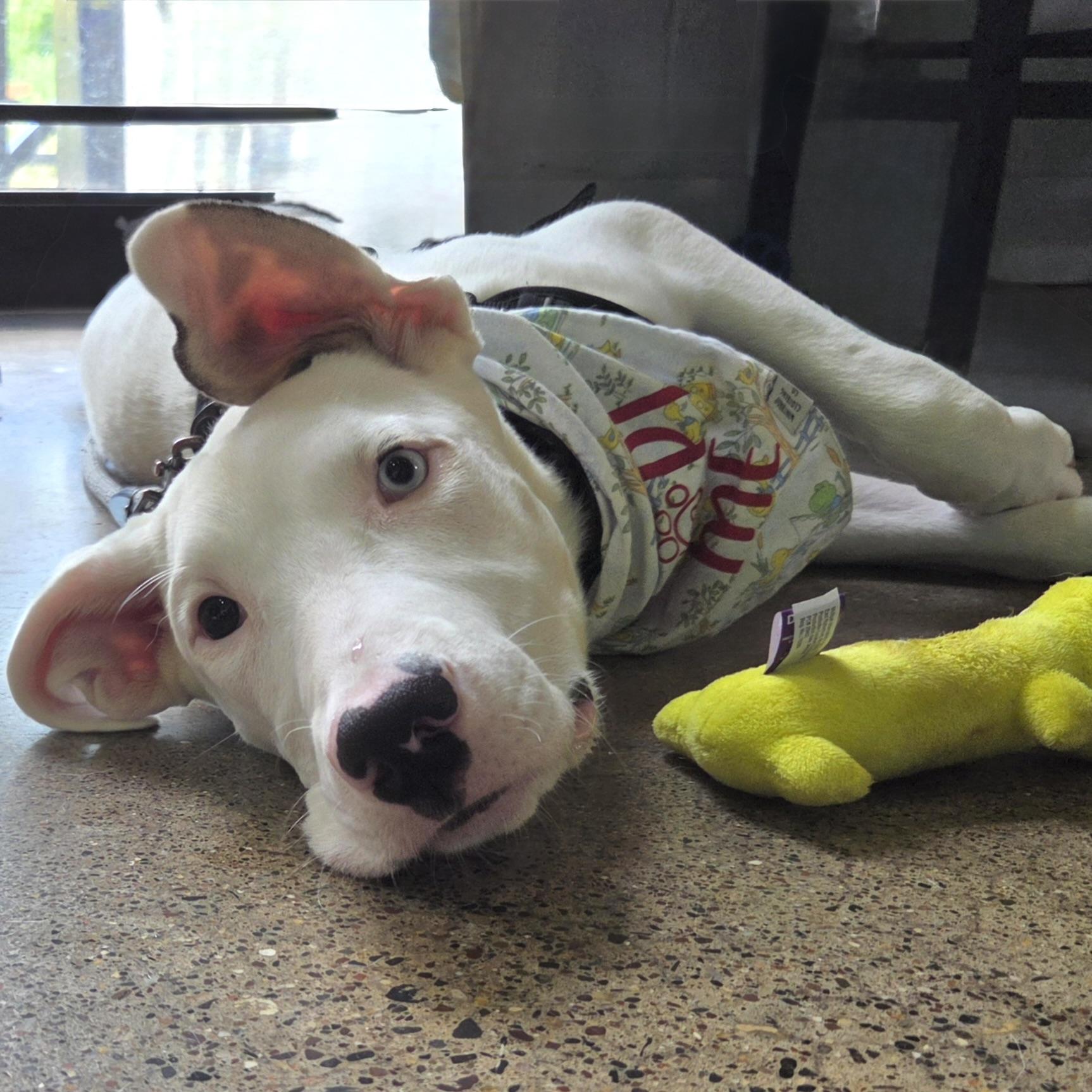 Dolly, a ADOPTABLE mixed breed in Prior Lake, MN image 3/6