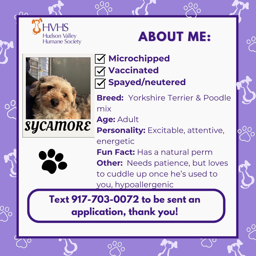 Enlarge SYCAMORE, a Adoptable mixed breed in Pomona, NY image 2/2