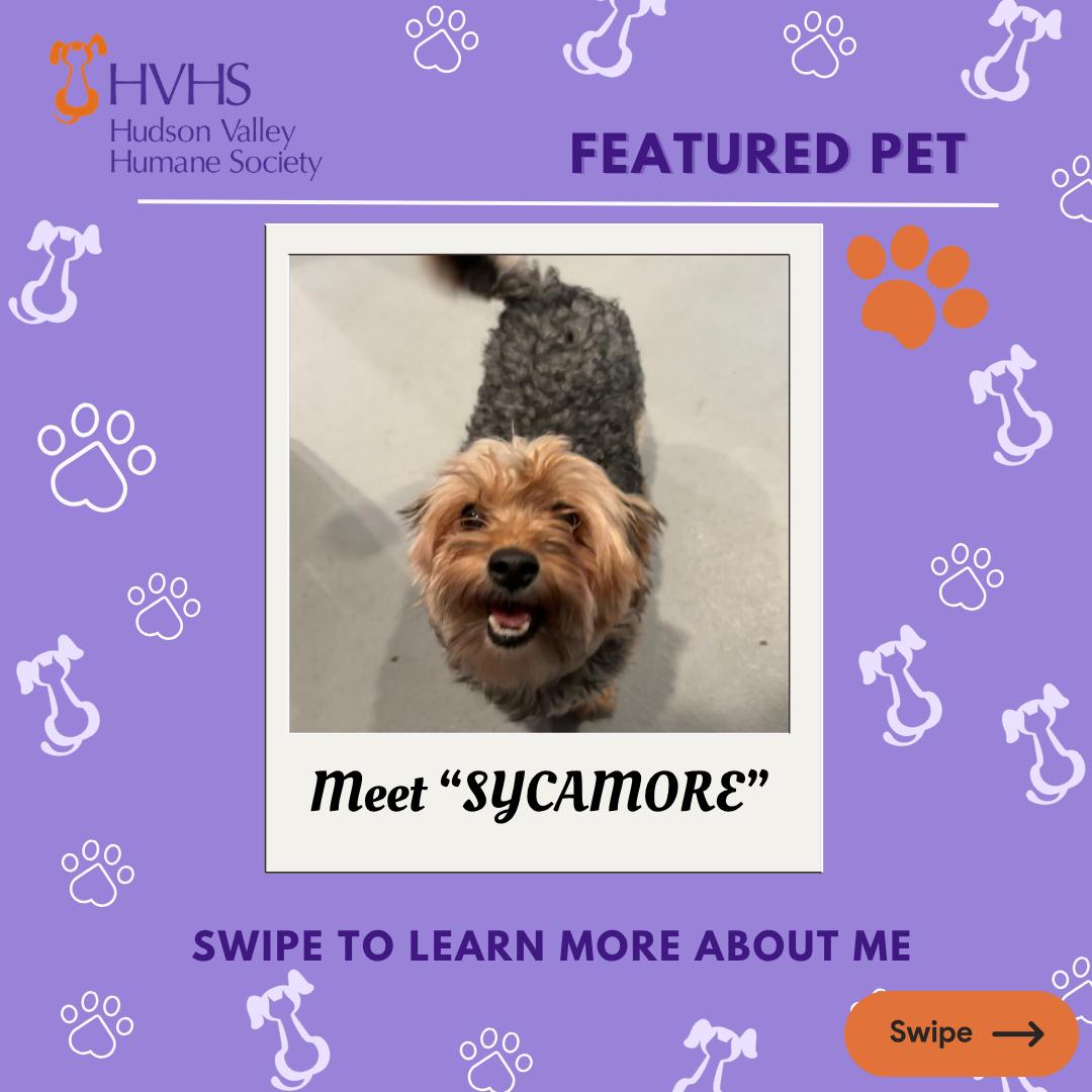 Enlarge SYCAMORE, a Adoptable mixed breed in Pomona, NY image 1/2