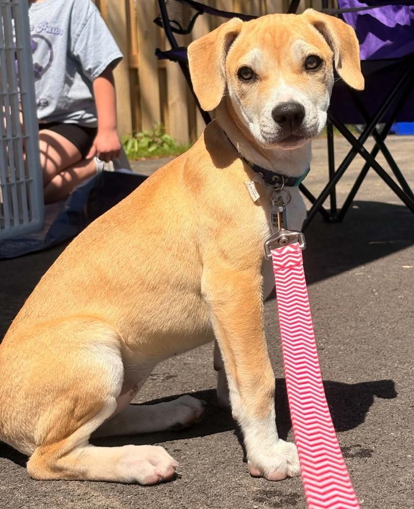 Miranda, Adoptable, Puppy Female Hound.