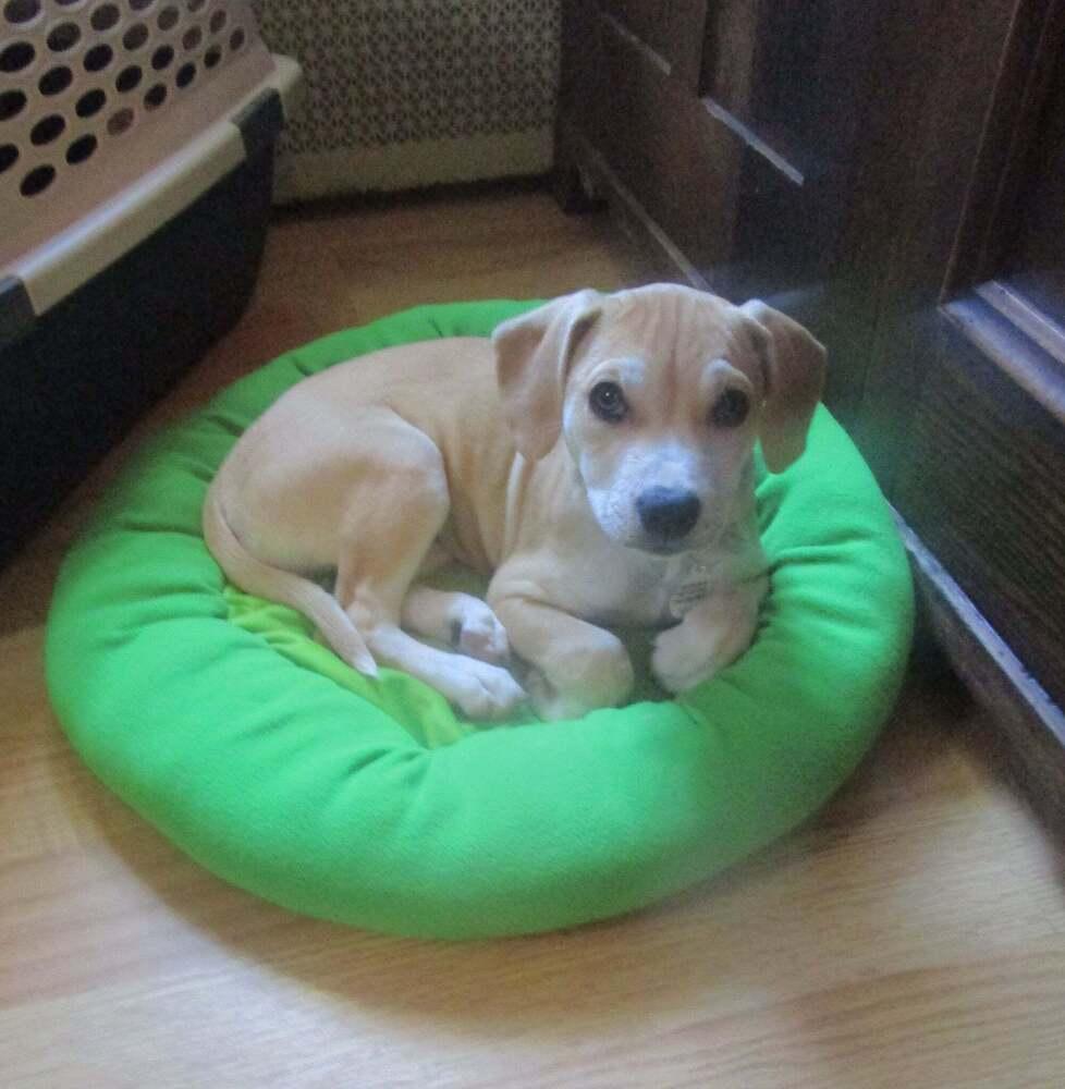 Miranda, a Adoptable mixed breed in Alden, NY image 2/2