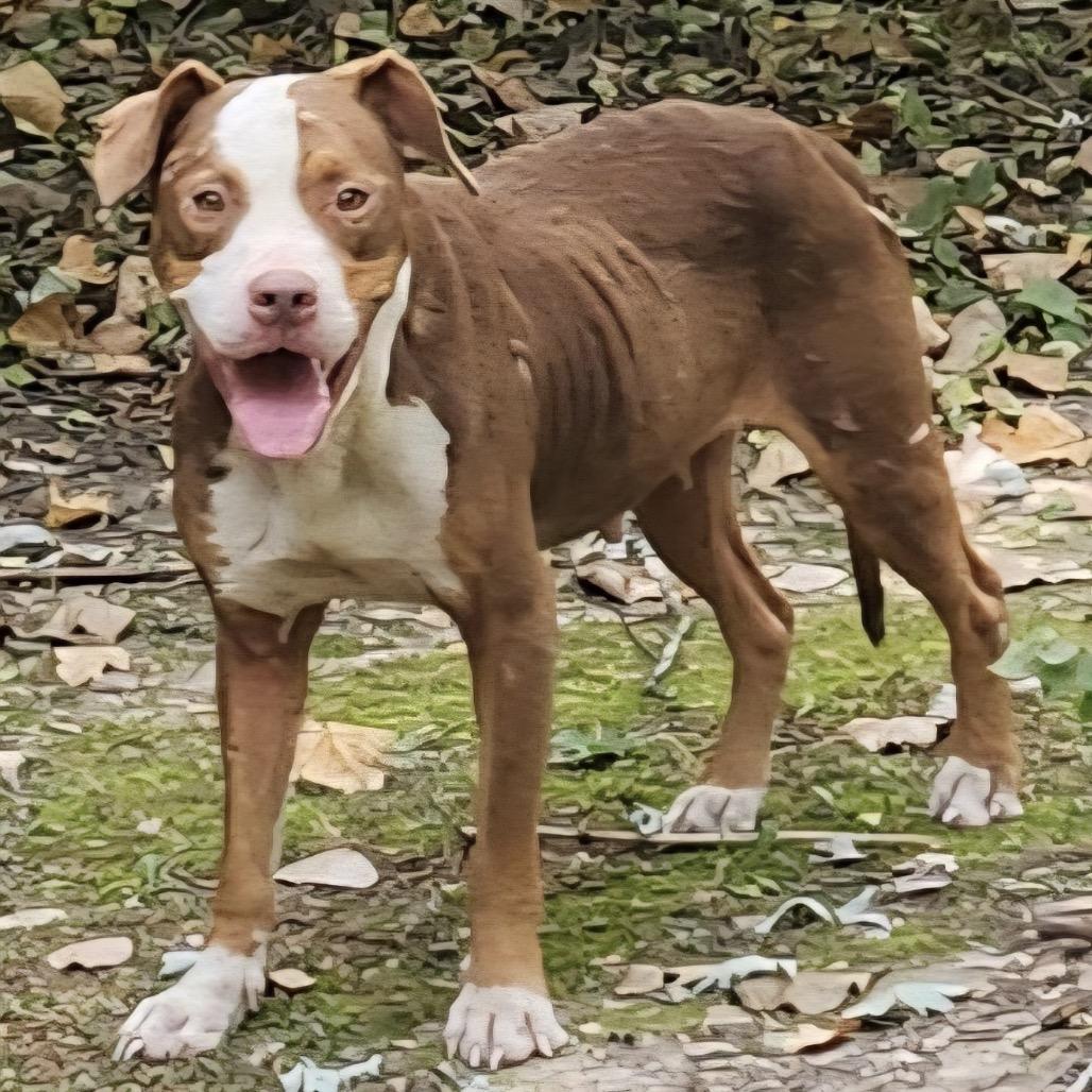 Belle, Adoptable, Young Female English Bulldog & Mixed Breed.
