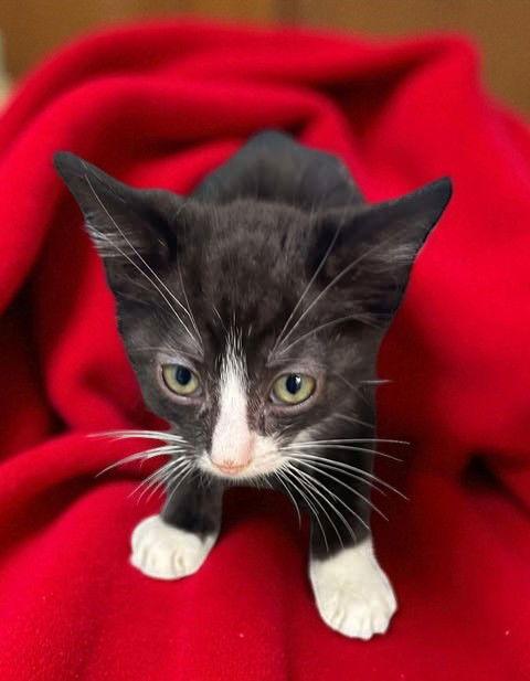 Hercules, Adopted, Young Female Domestic Short Hair.